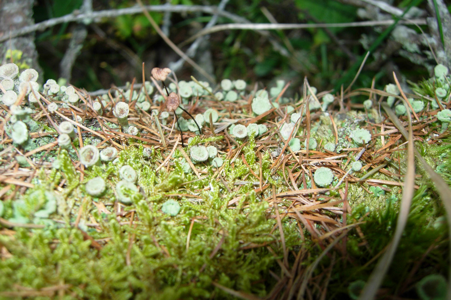 Tutte Cladonia?
